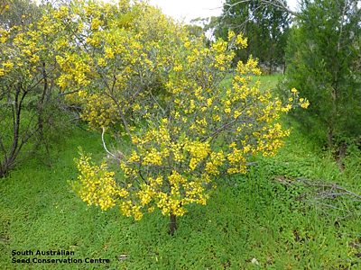 Acacia argyrophylla MJT388 Plant